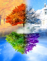 Без бренда «Четыре сезона одного дерева» в Томске