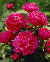 Без бренда «2KMB-4036» в Томске