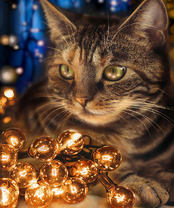 Без бренда «2KXSB-0678» в Томске