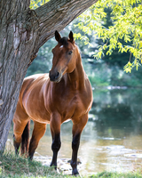 Без бренда «Коробка 20 шт: Лошадь у дерева» в Томске