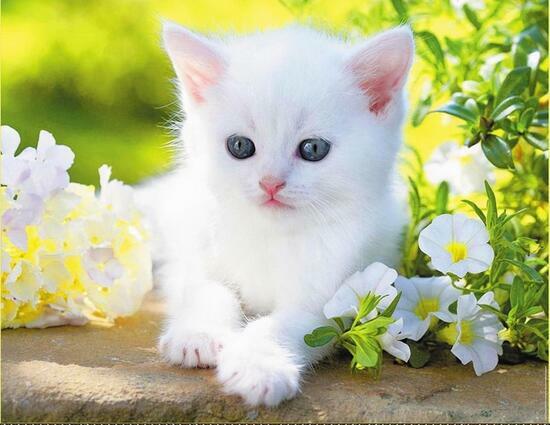 Алмазная мозаика 40x50 Маленький котёнок среди белых цветов