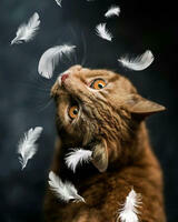 Без бренда «Кот среди перышек» в Томске