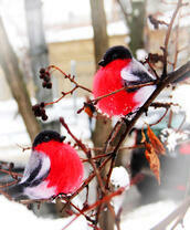 Пара снегирей на веточке