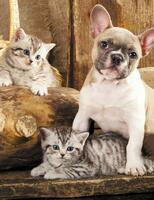 Без бренда «Милый щенок французского бульдога и два котёнка» в Томске