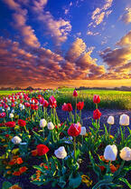 Без бренда «Поле тюльпанов под облачным небом» в Томске в интернет-магазине  Без бренда «Поле тюльпанов под облачным небом» в Томске